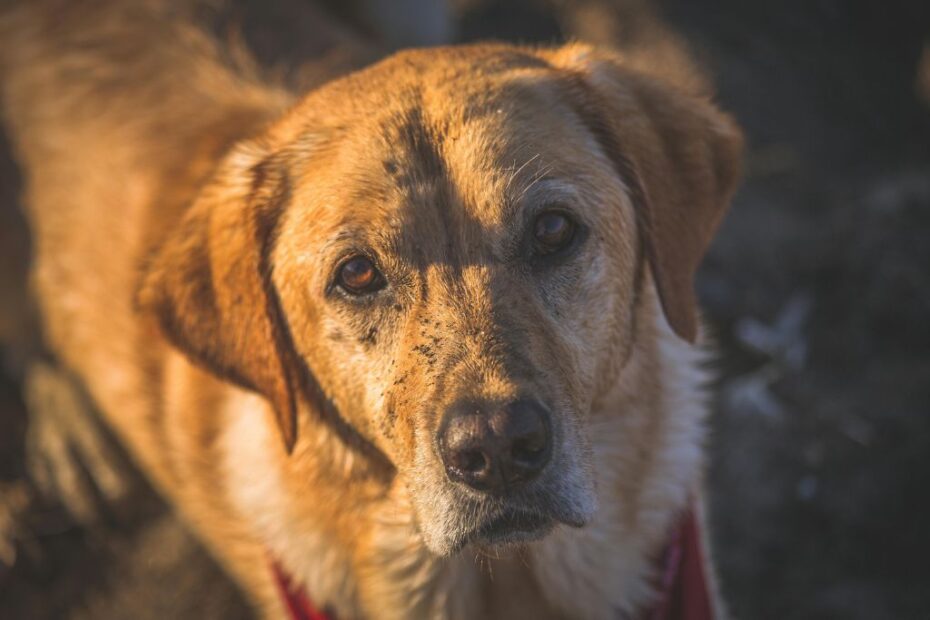 Imagem de um cachorro para exemplificar o conteúdo sobre como ajudar os abrigos dos animais resgatados das enchentes no RS